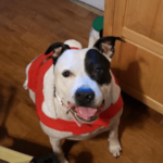 Lexi 2018