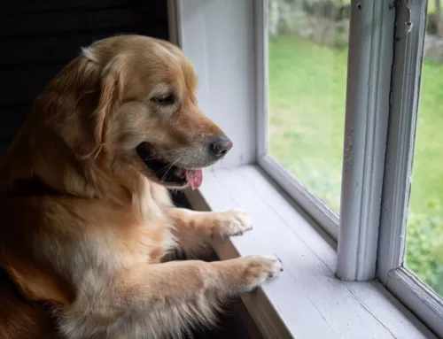 Window Season: The Best Time for a Streak-Free View