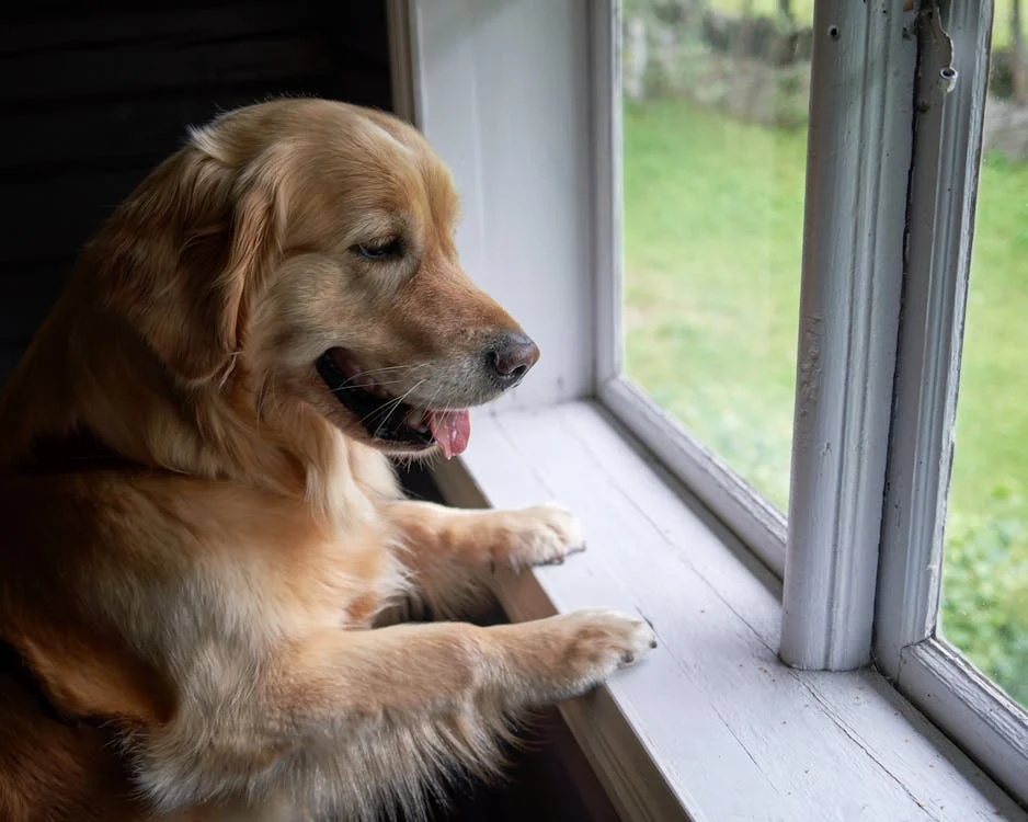 dog in window